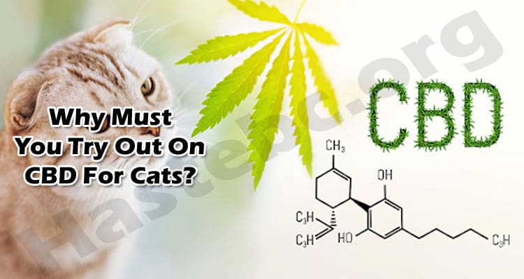 Why Must You Try Out On CBD For Cats?