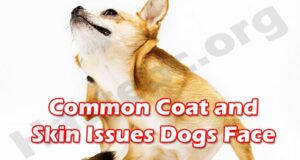 Complete Information Common Coat and Skin Issues Dogs Face