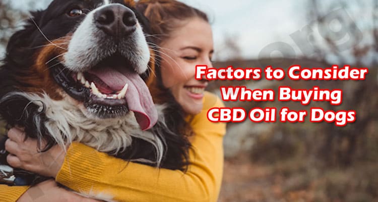 Factors to Consider When Buying CBD Oil for Dogs