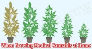 How to Growing Medical Cannabis at Home