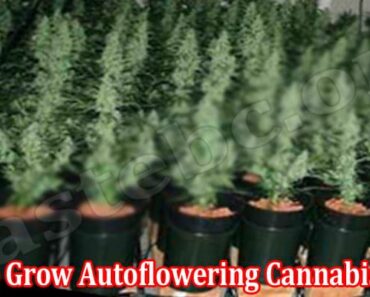 How to Grow Autoflowering Cannabis Seeds