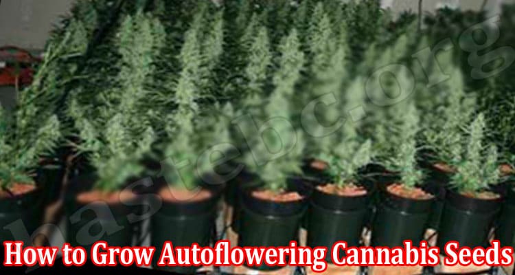 How to Growth Autoflowering Cannabis Seeds
