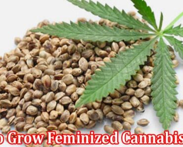How to Grow Feminized Cannabis Seeds