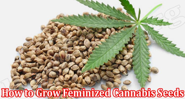 How to Growth Feminized Cannabis Seeds