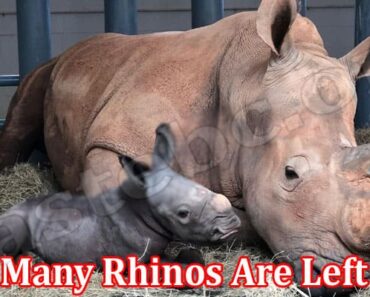 How Many Rhinos Are Left 2022 {Aug} Numbers For White!