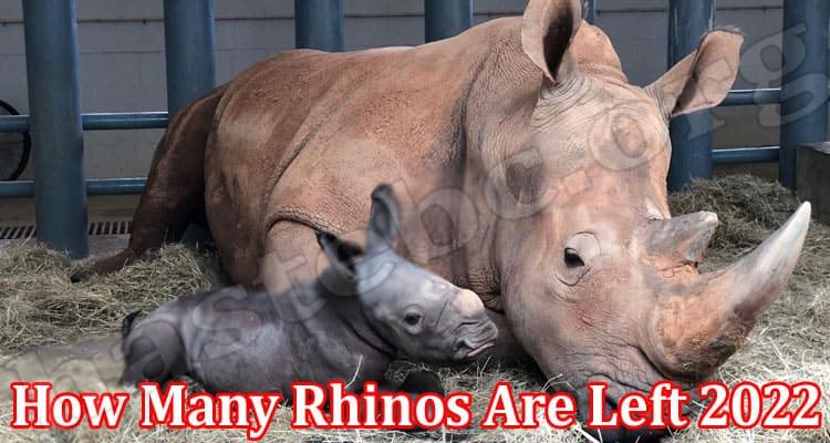 Latest News How Many Rhinos Are Left 2022