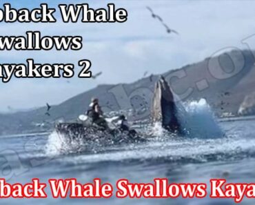 Humpback Whale Swallows Kayakers 2 {August 2022} Read!