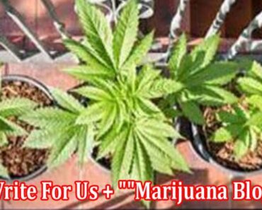 “Write For Us + “”Marijuana Blog””” – Follow Guidelines!