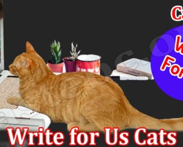 Write For Us Cats – Explore And Follow Instructions!