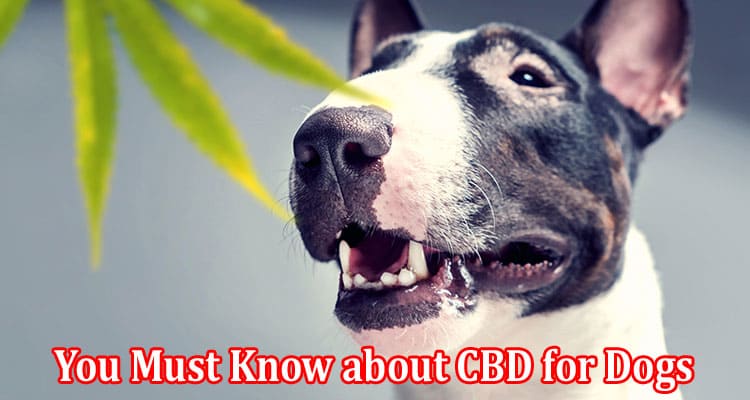 Everything You Must Know about CBD for Dogs