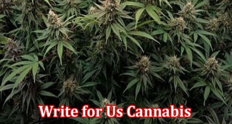 About General Information Write for Us Cannabis