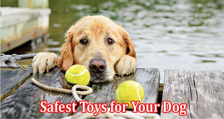 Complete Information About How to Choose the Best and Safest Toys for Your Dog