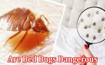 Complete Information About Are Bed Bugs Dangerous
