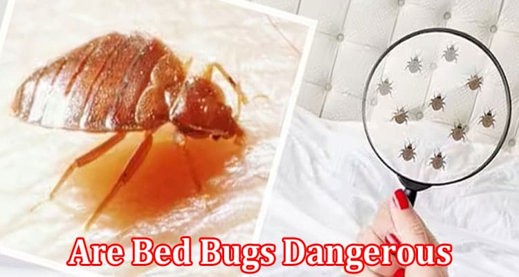 Complete Information About Are Bed Bugs Dangerous