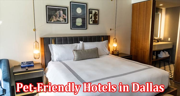 Complete Information About Top Amenities to Look For in Pet-Friendly Hotels in Dallas