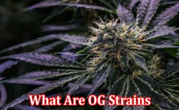 Complete Information About What Are OG Strains, Should You Get Them & How to Choose Supplier