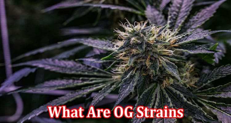 Complete Information About What Are OG Strains, Should You Get Them & How to Choose Supplier