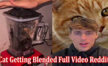 Latest News Cat Getting Blended Full Video Reddit