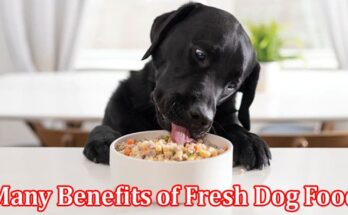 Complete Information About Vet-Approved Delights - Unveiling the Many Benefits of Fresh Dog Food